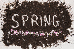 Banner image for illustrated collection